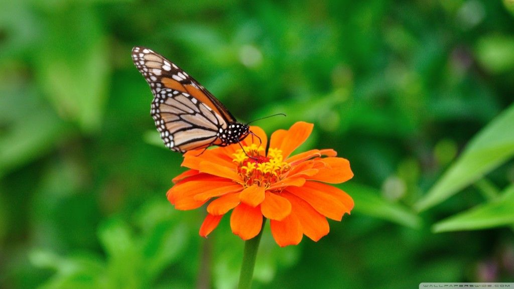 Santabanta Nature Wallpaper Hd - Santabanta Hd Wallpapers 1080p - HD Wallpaper 