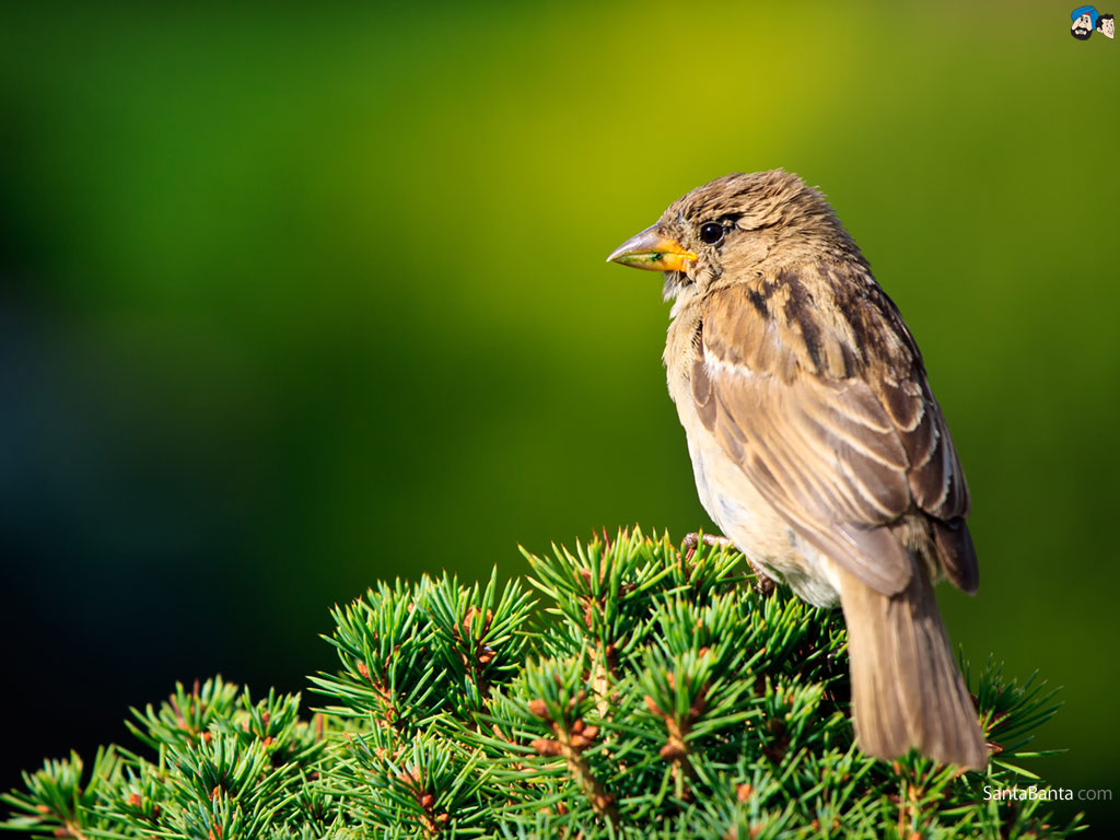 Psalms 91 3 - HD Wallpaper 