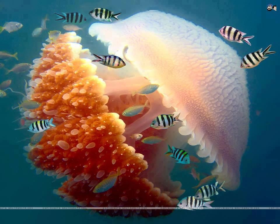 Большой Барьерный Риф Медузы - HD Wallpaper 
