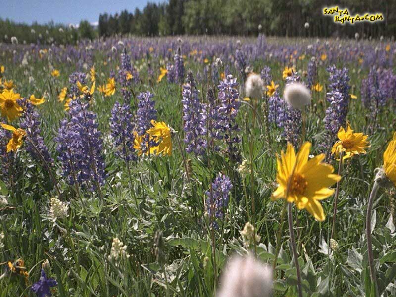 Flowers - Wallpaper - HD Wallpaper 