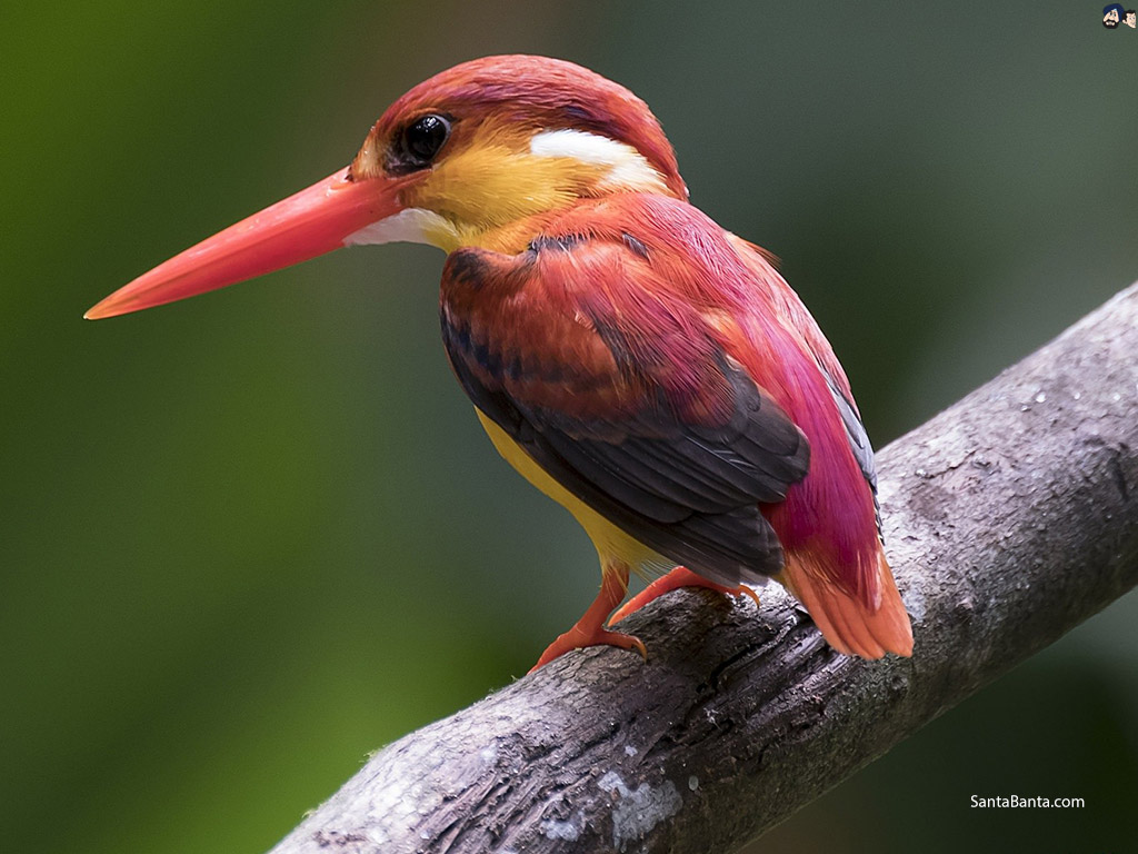 Birds - Kingfisher - HD Wallpaper 