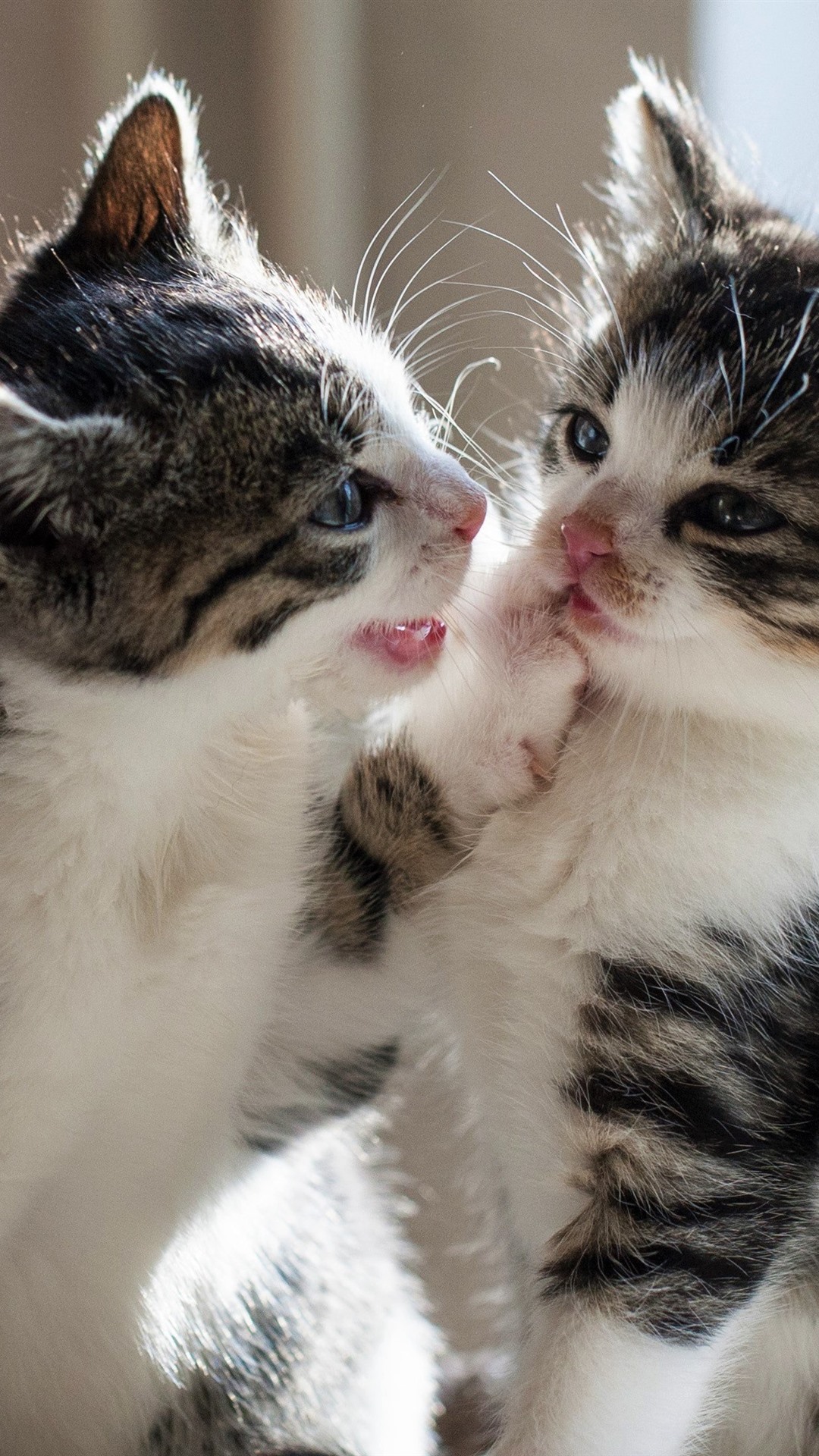 Cute Cat Couple Images Download - HD Wallpaper 