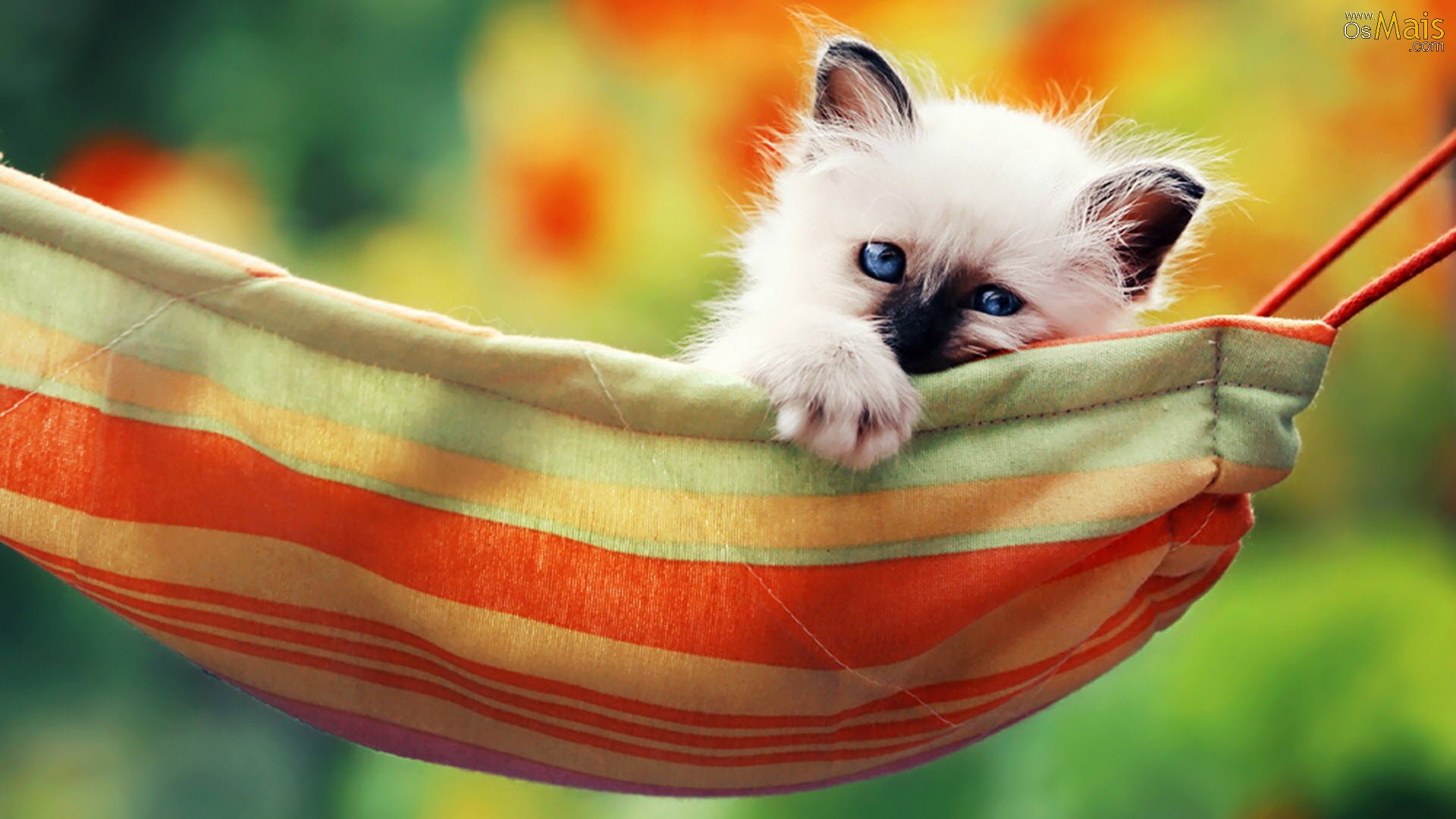 Kitten Hammock - HD Wallpaper 