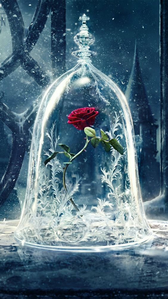 Rose Wallpaper Rose Beauty And The Beast - HD Wallpaper 