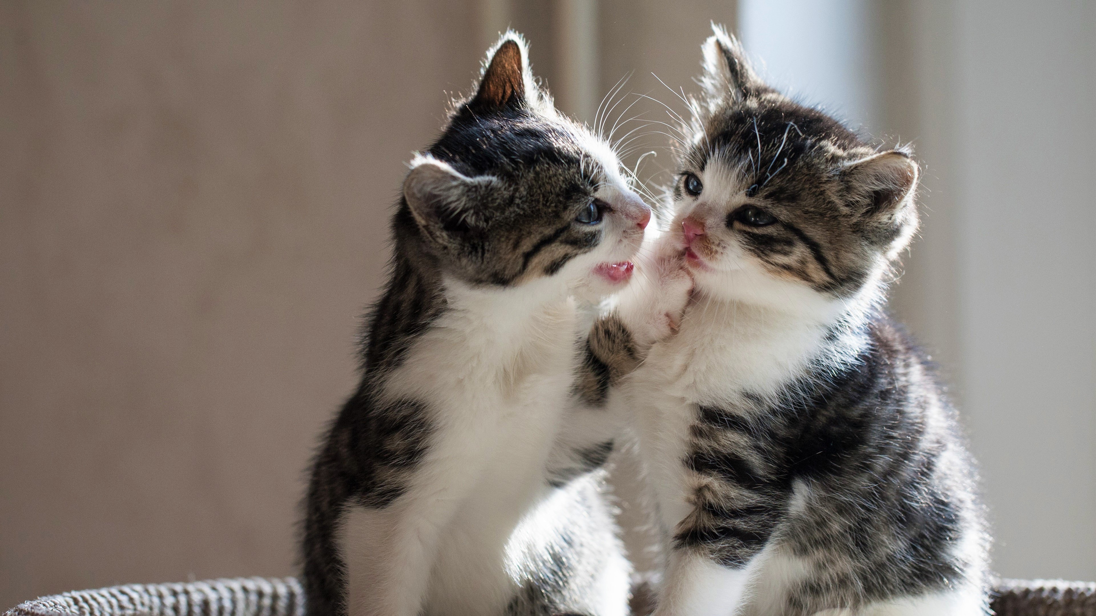 Wallpaper Two Cute Kittens, Playful - Kitten Wallpaper Hd - HD Wallpaper 