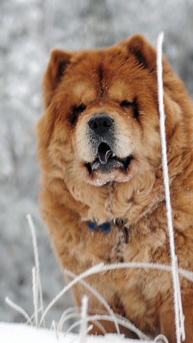 Wallpapers Para Celular De Cachorrinhos Fofos - Chow Chow Wallpapers 1080p - HD Wallpaper 