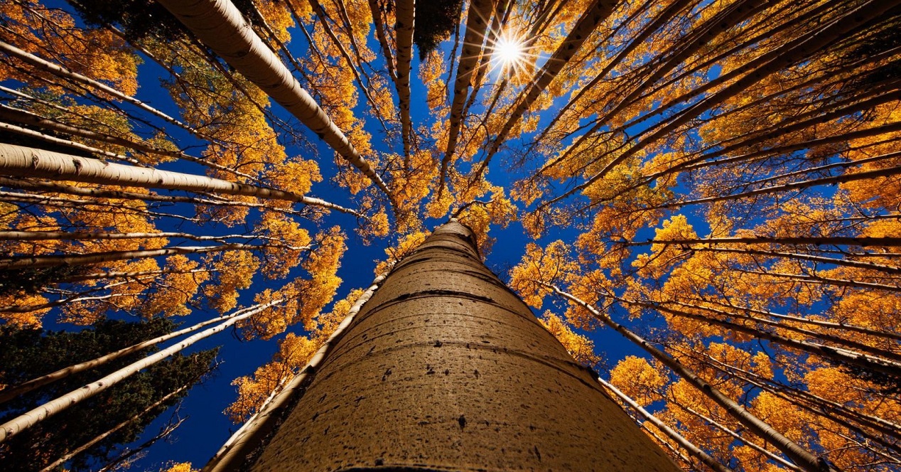 Ants Eye View Photography - HD Wallpaper 