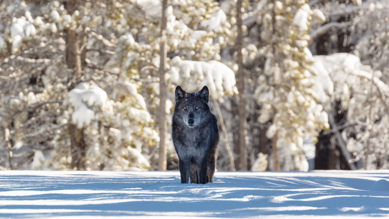 Wolves In A Snow Wallpaper Iphone 8 - HD Wallpaper 