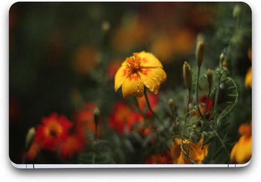 Poppy - HD Wallpaper 