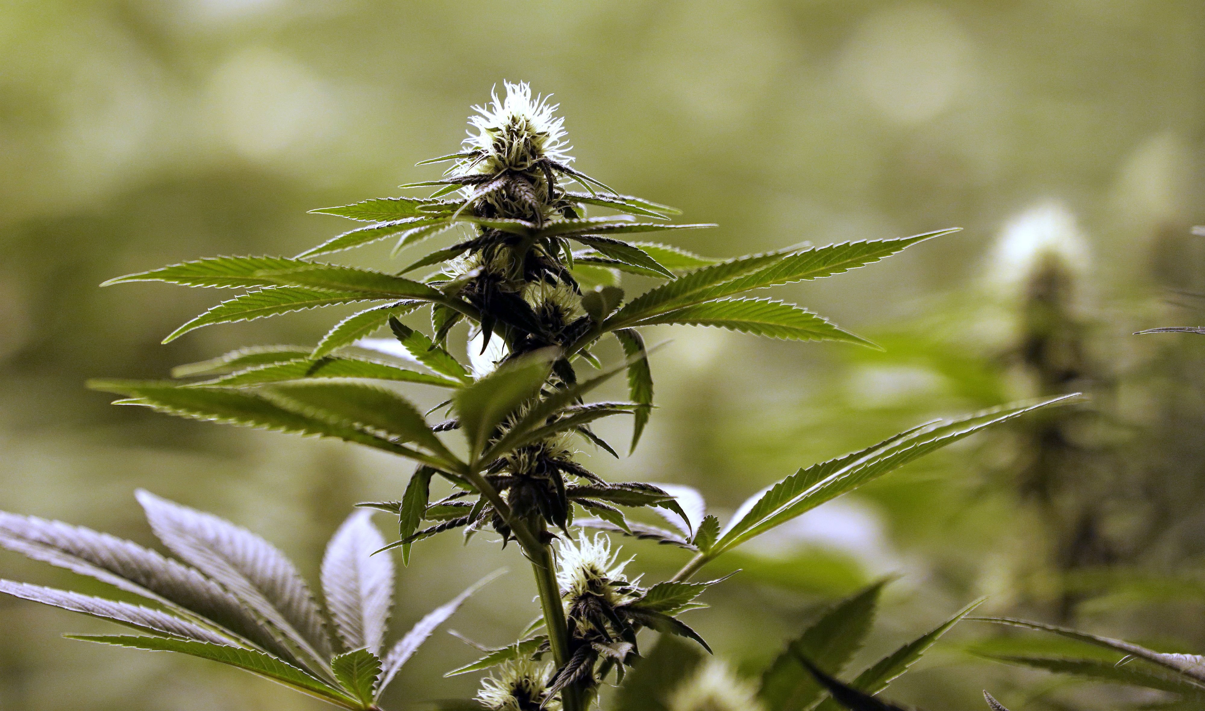 Laptop Full Hd Wallpaper Weed - HD Wallpaper 