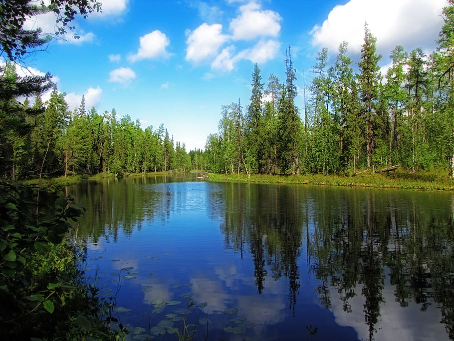 Nature, Forest, Trees, Water, North, Landscape, Plant, - Gambar Danau Dan Hutan - HD Wallpaper 