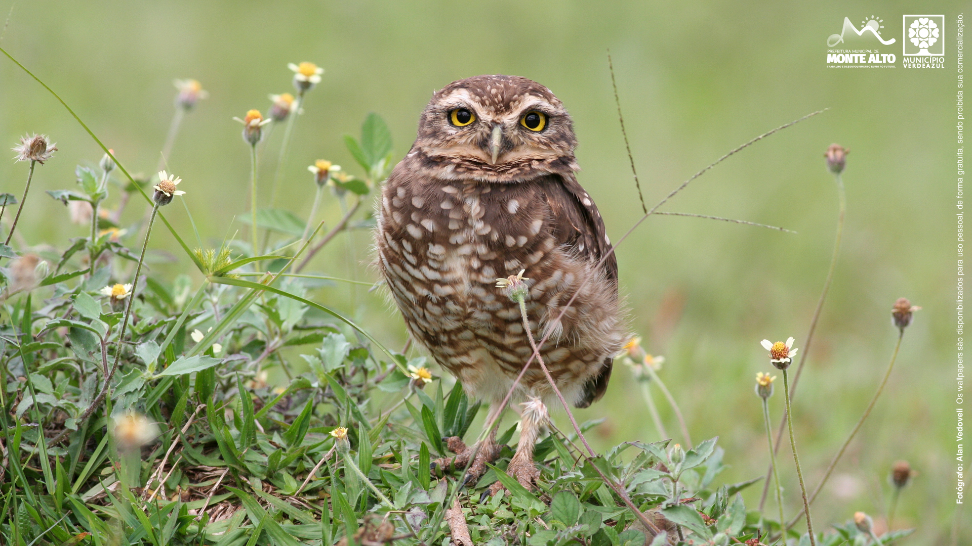Owl - HD Wallpaper 