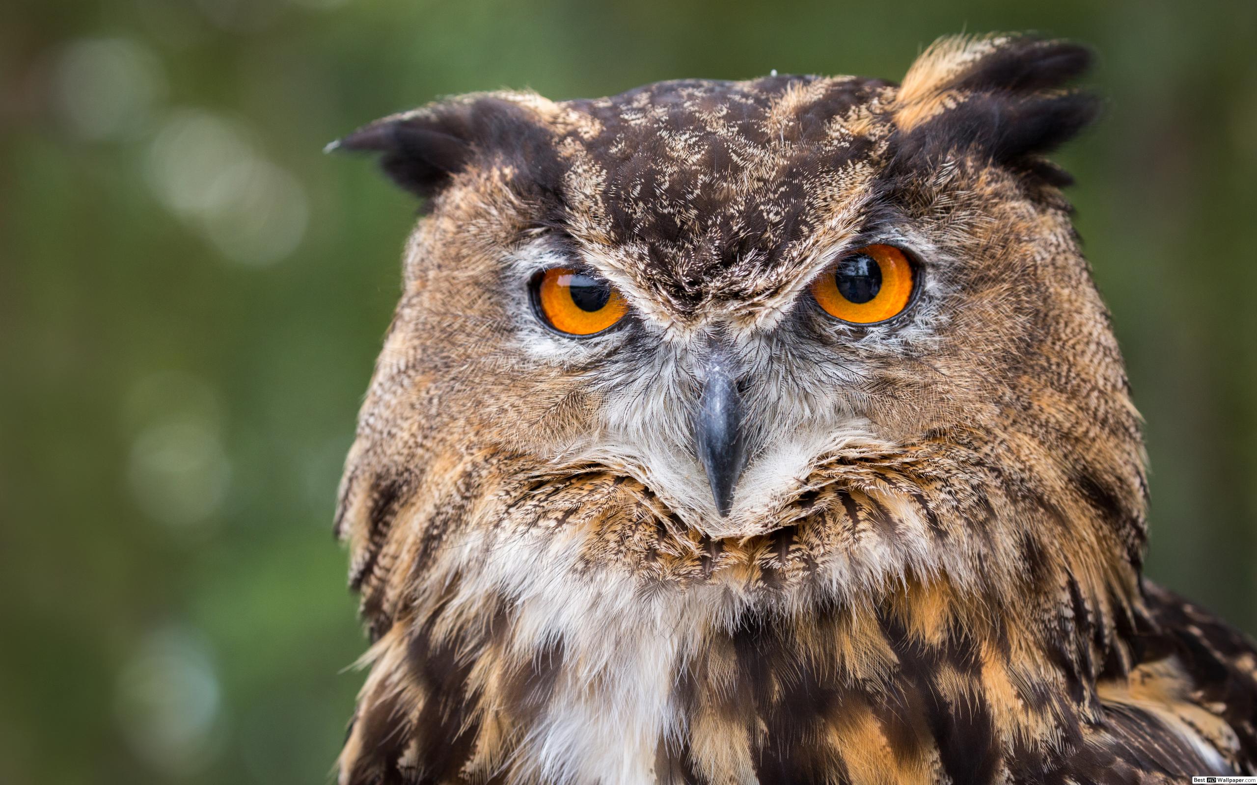 Fond D Écran Hd Hibou - HD Wallpaper 