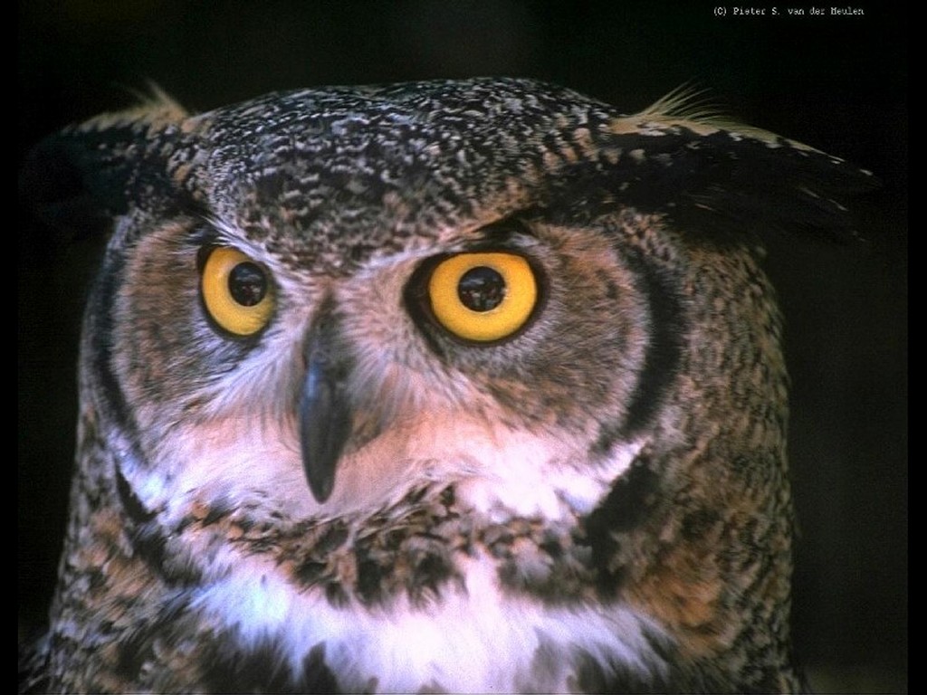 Nature Wallpaper - Owl - HD Wallpaper 