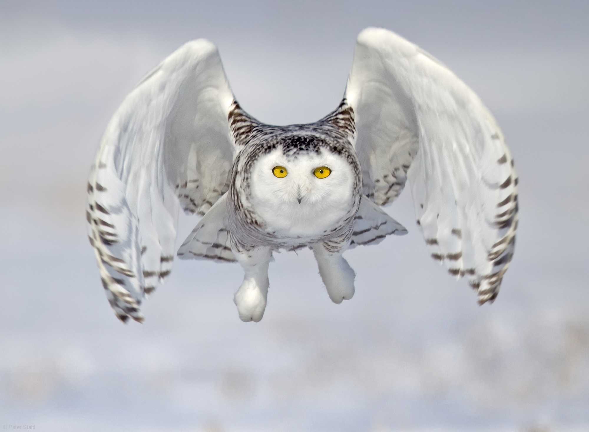 Snowy Owl Flying Up - HD Wallpaper 