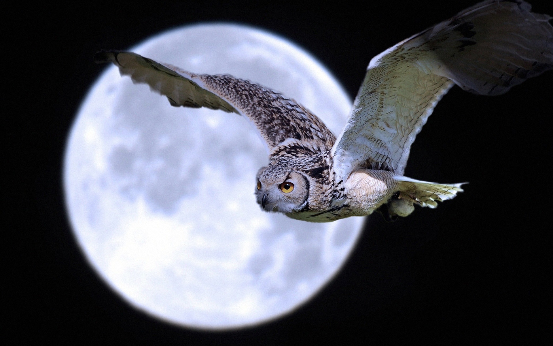 Wallpaper Owl Flight Under Moon - Flying Owl At Night - HD Wallpaper 