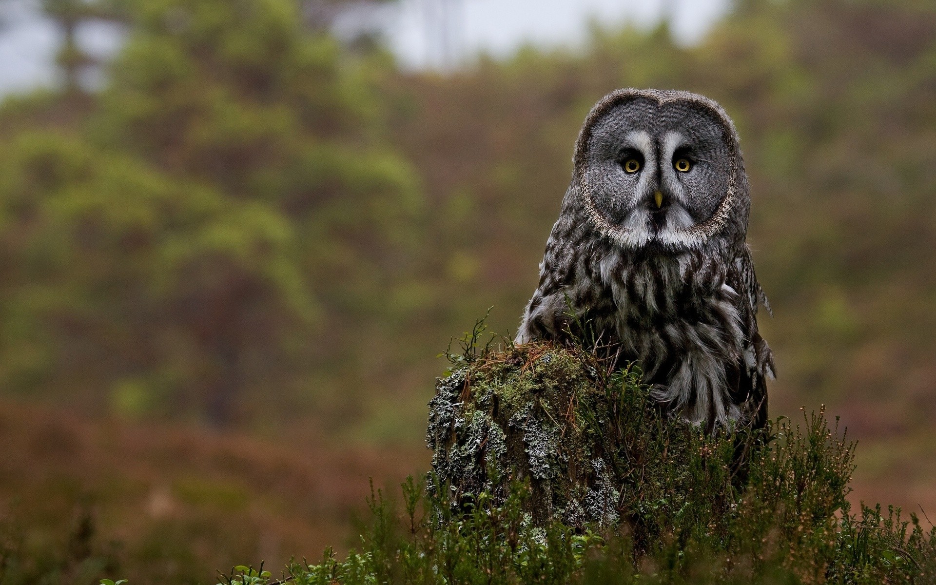 Hd Great Gray Owls - HD Wallpaper 