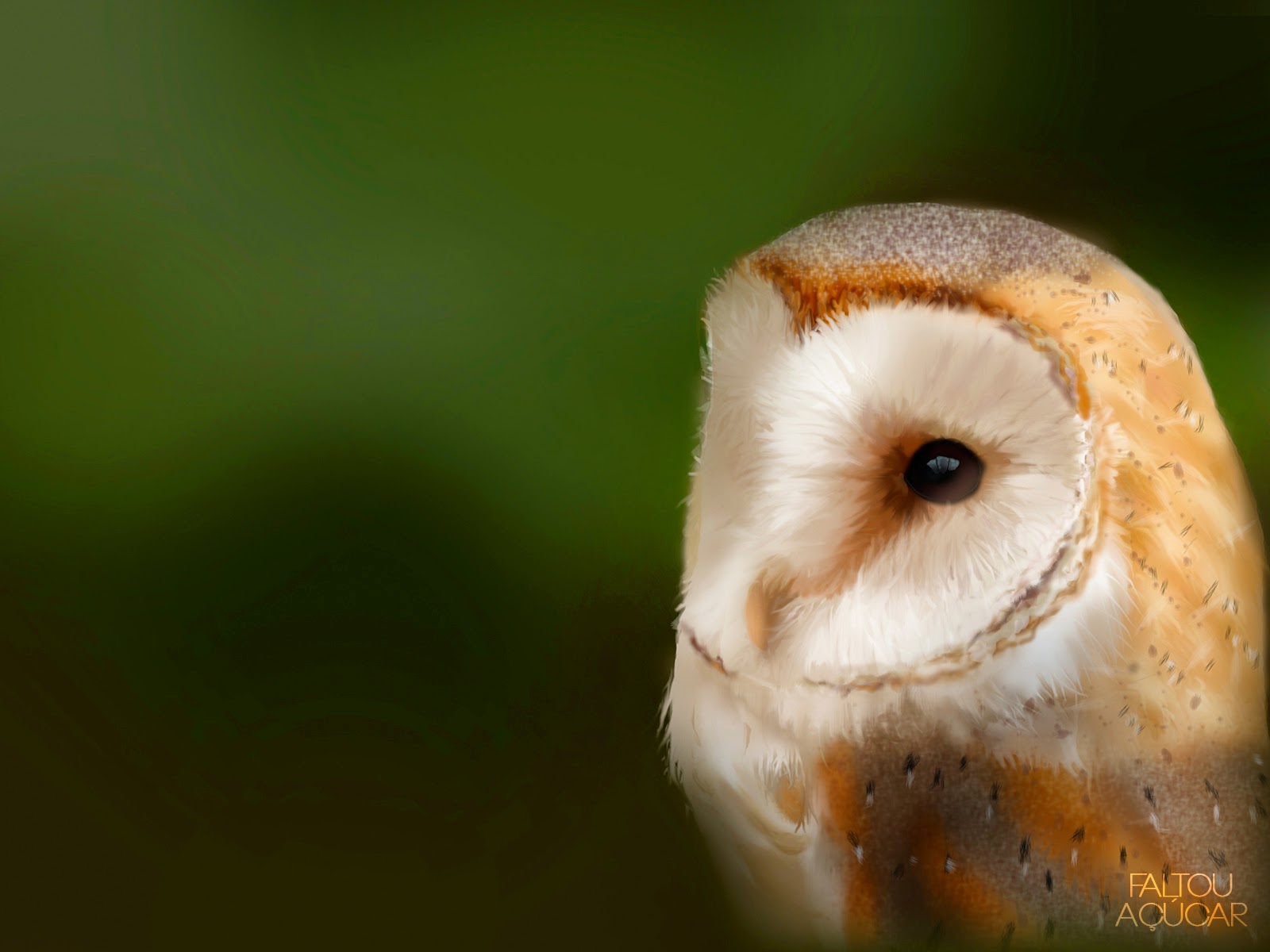 Barn Owl - HD Wallpaper 