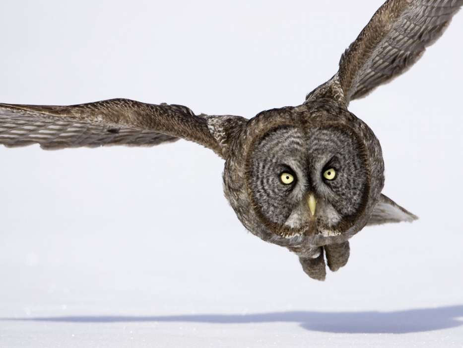 Download Mobile Wallpaper Animals, Owl For Free - Owl - HD Wallpaper 