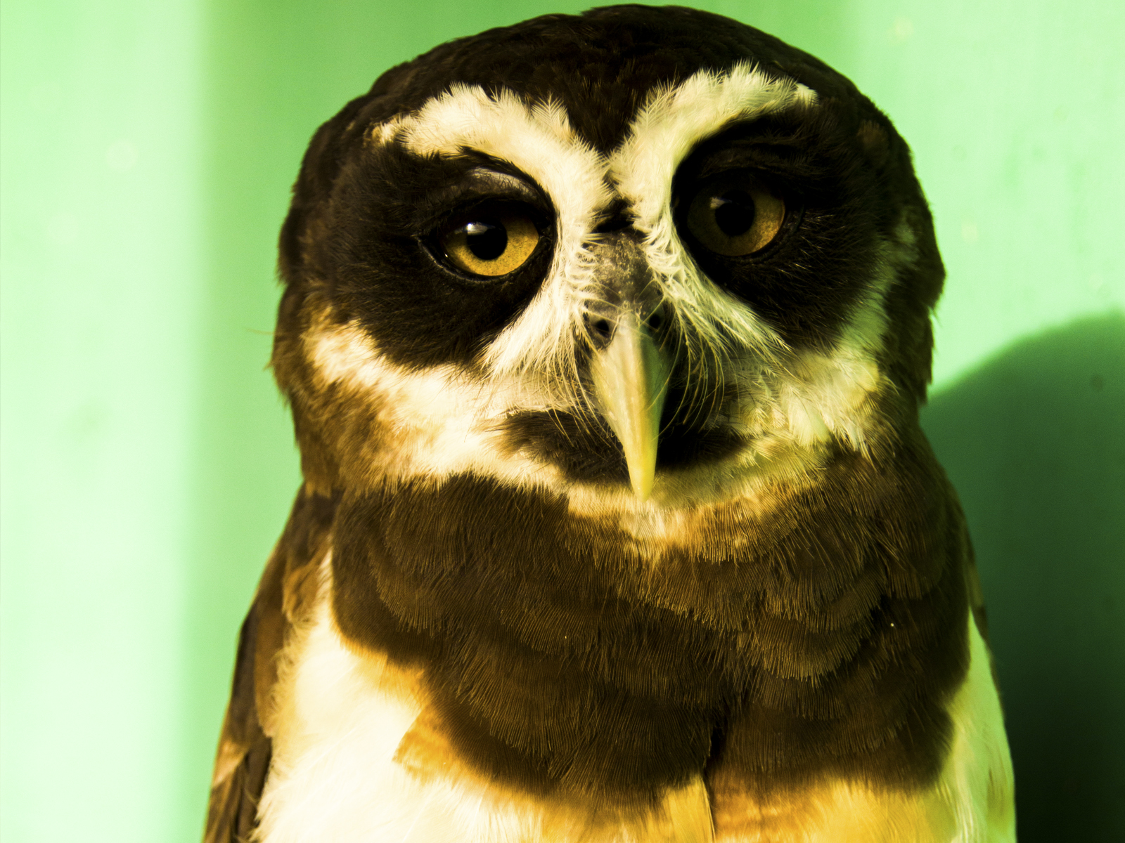 Coruja - Owl - HD Wallpaper 