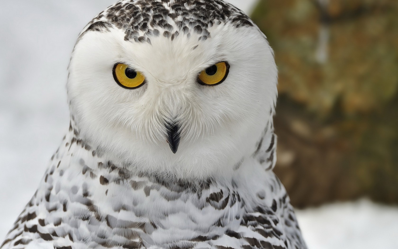 Snowy Owl Facebook Cover - HD Wallpaper 