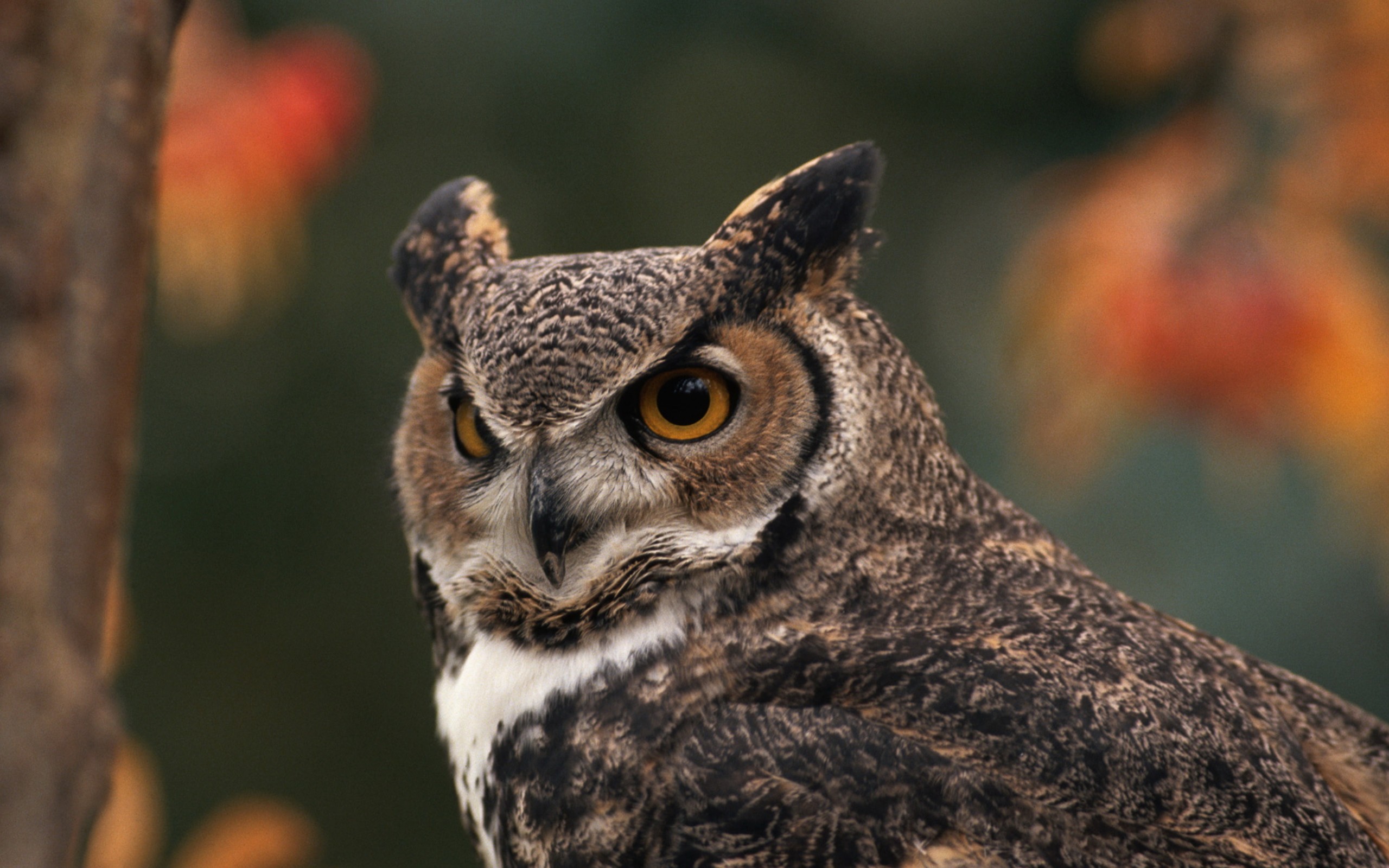 Coruja E Águia Widescreen 03 Papel De Parede - Great Horned Owl Wallpaper Hd - HD Wallpaper 