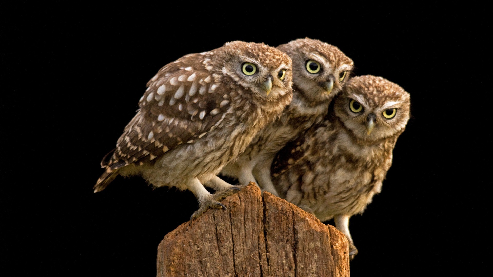 Imagem De Tres Corujas - HD Wallpaper 