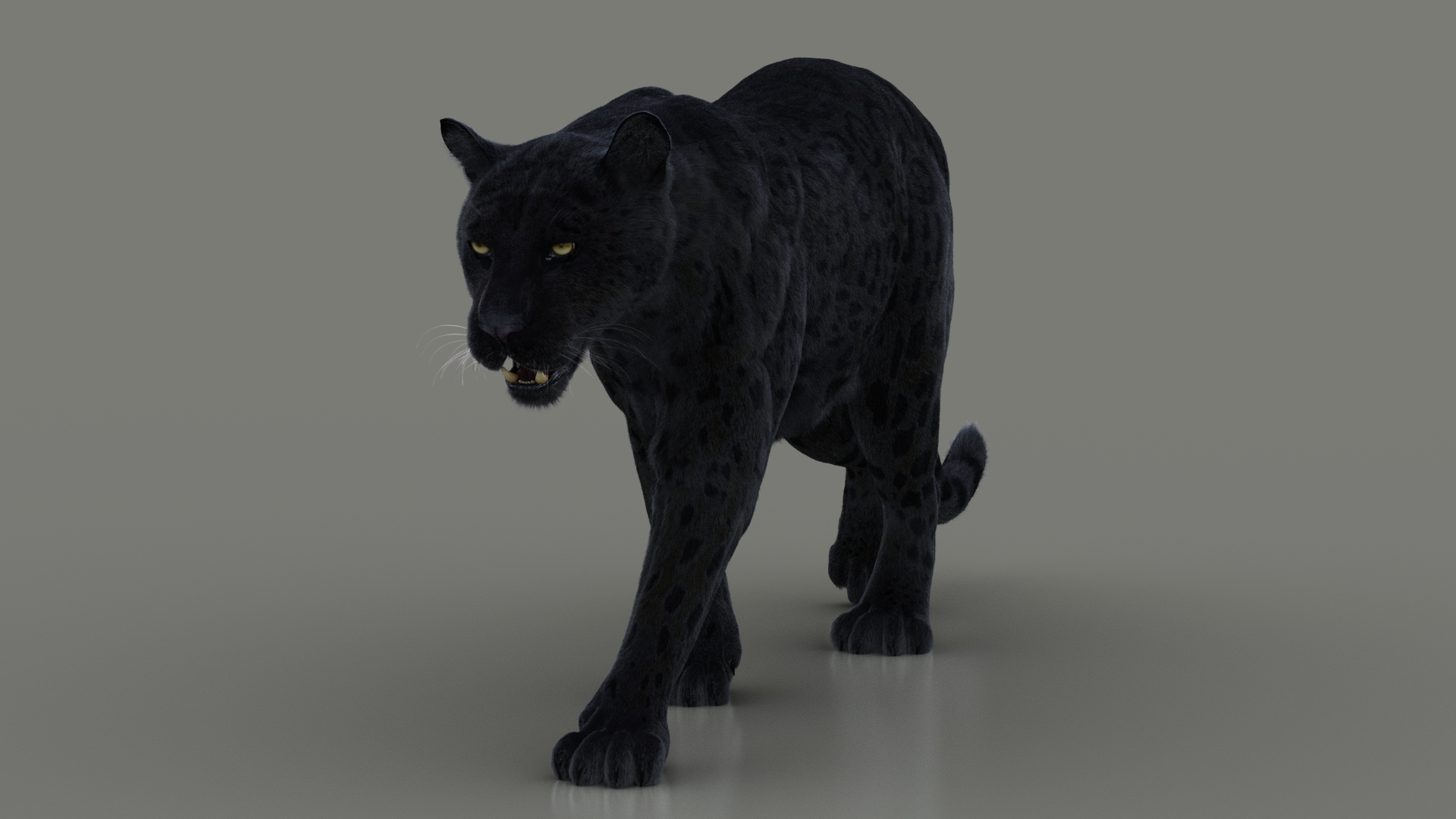 Jaguar - HD Wallpaper 