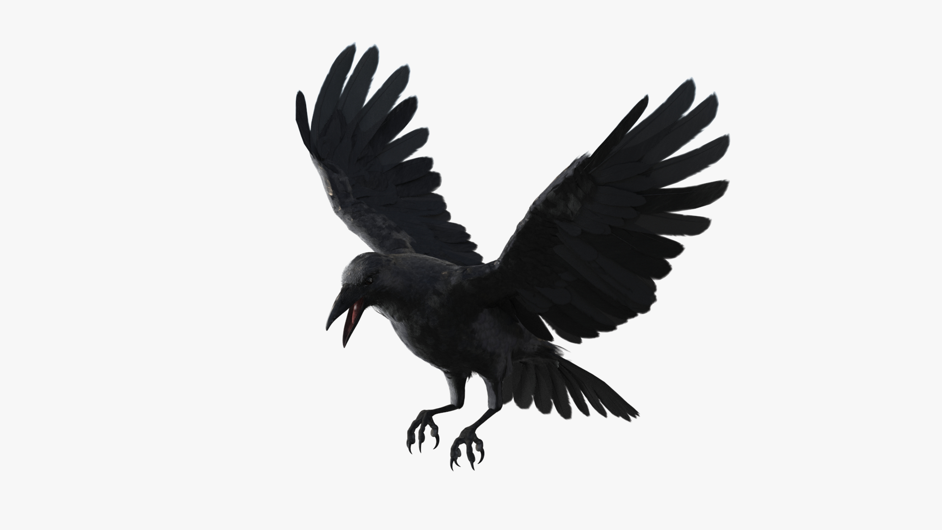 Crow Animation - HD Wallpaper 