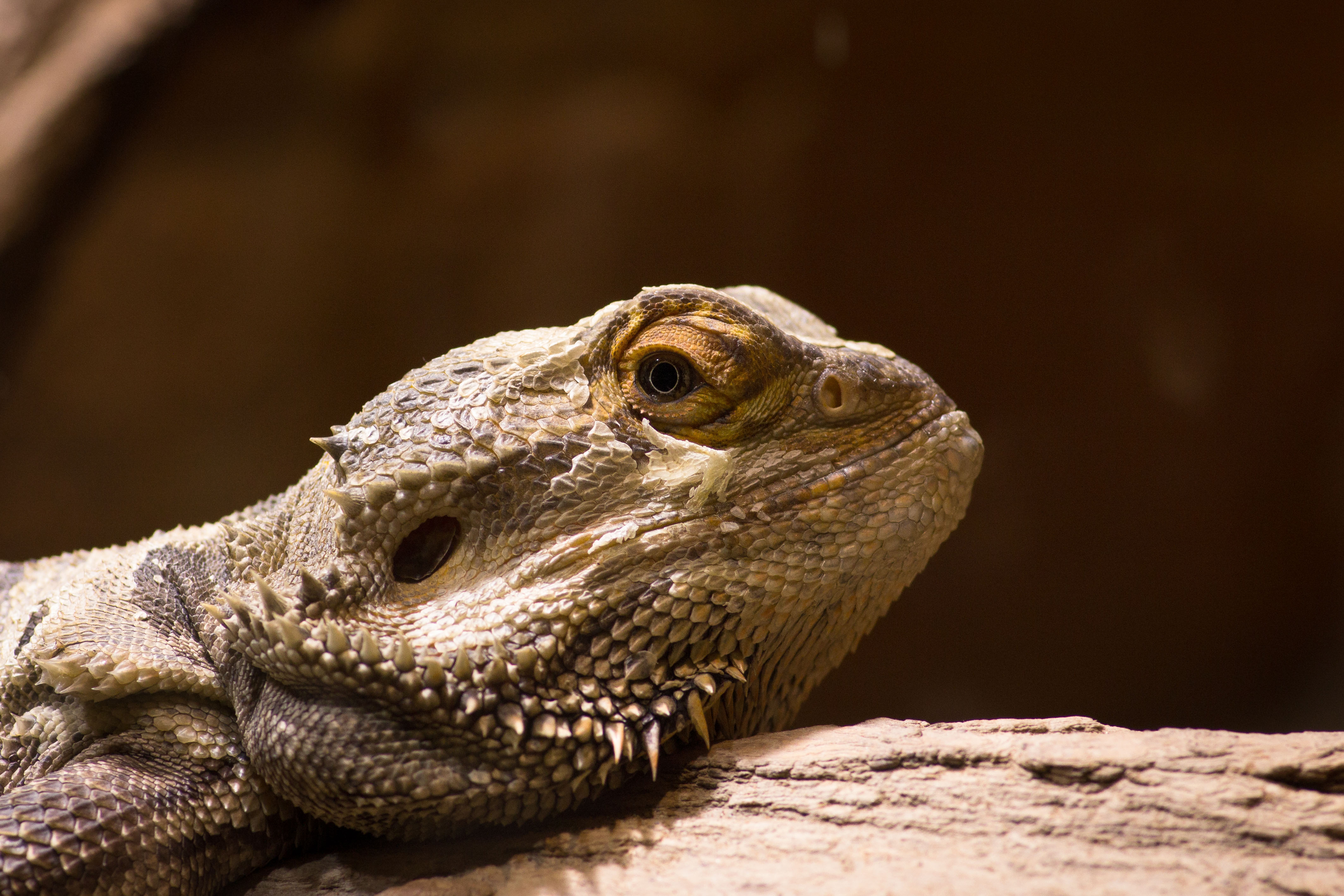 Bearded Dragons - HD Wallpaper 