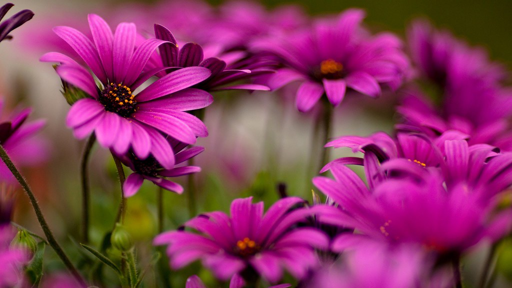 Beautiful Wallpaper Of Flower - HD Wallpaper 
