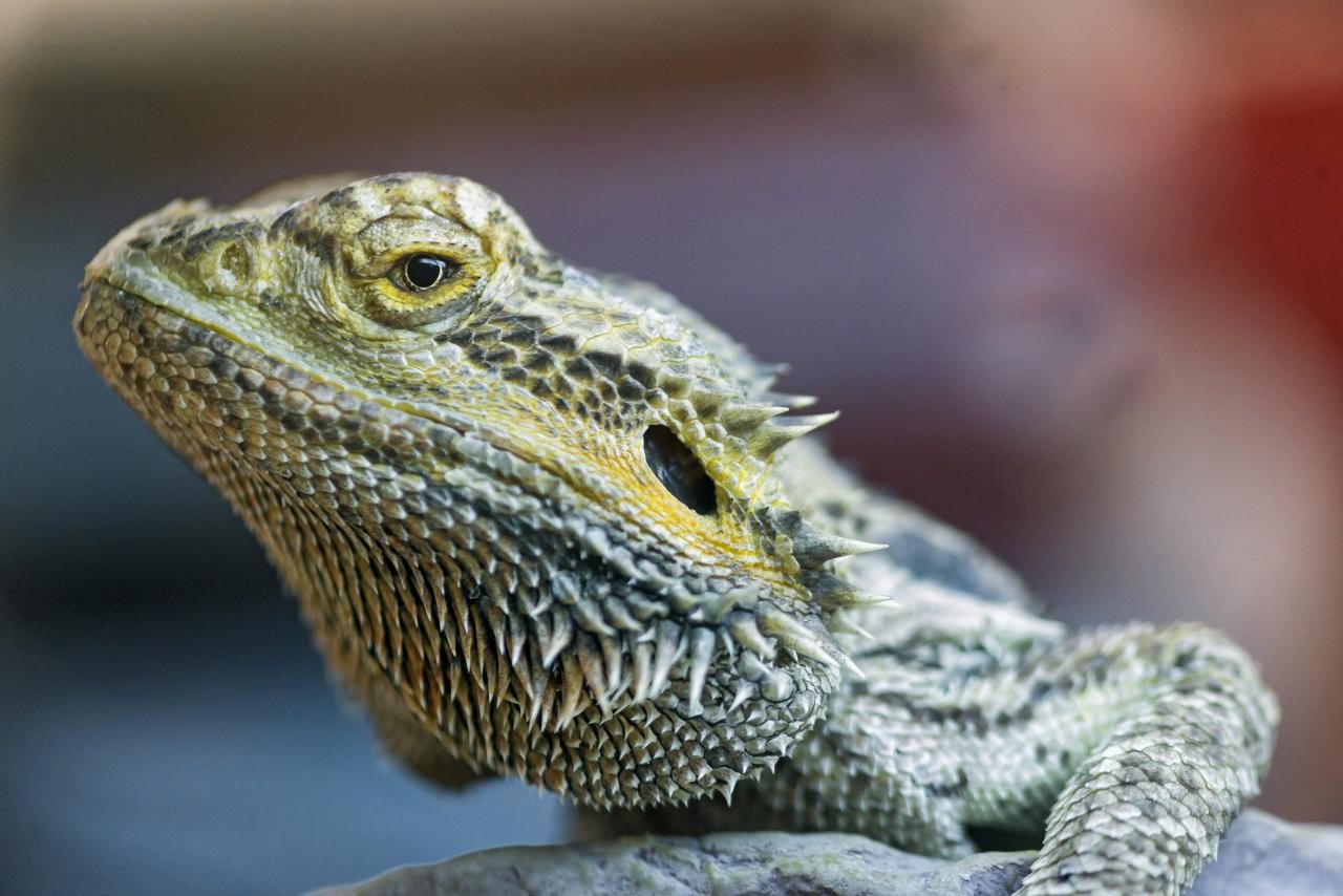 Download Hd Bearded Dragon Desktop Wallpaper Id - Dragon Lizard - HD Wallpaper 