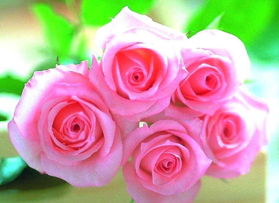 Animated Flowers Wallpaper Color Pink Flowers Green - Pink Roses - HD Wallpaper 