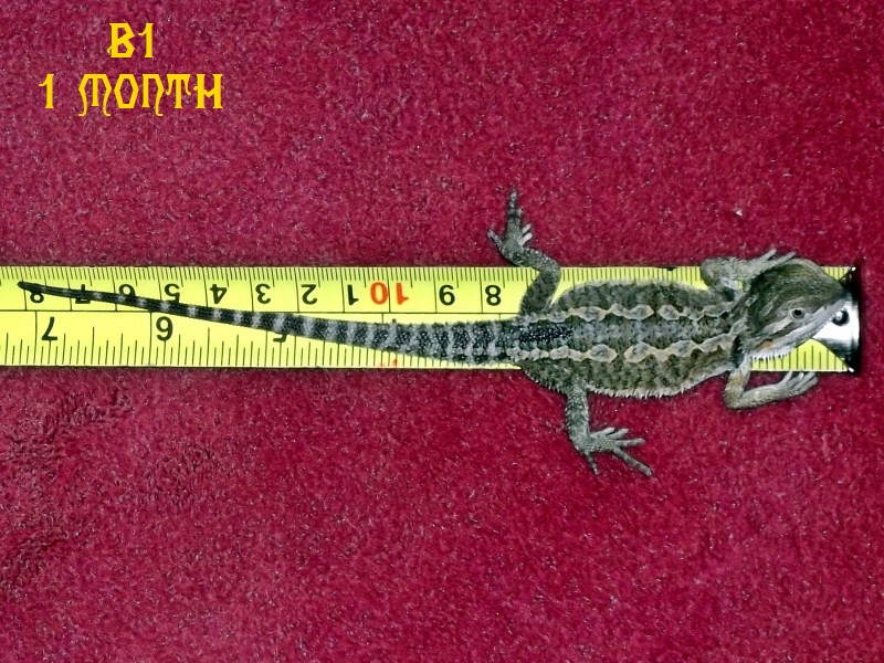 One Month Old Hatchlings - Gekkonidae - HD Wallpaper 