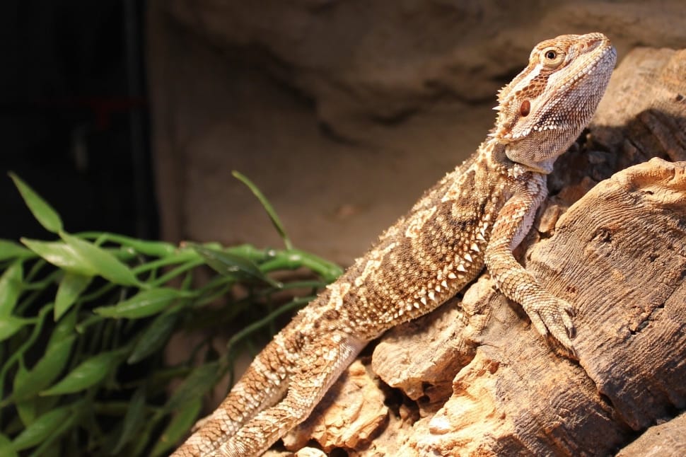 Brown And White Bearded Dragon Preview - Brown And White Bearded Dragon - HD Wallpaper 