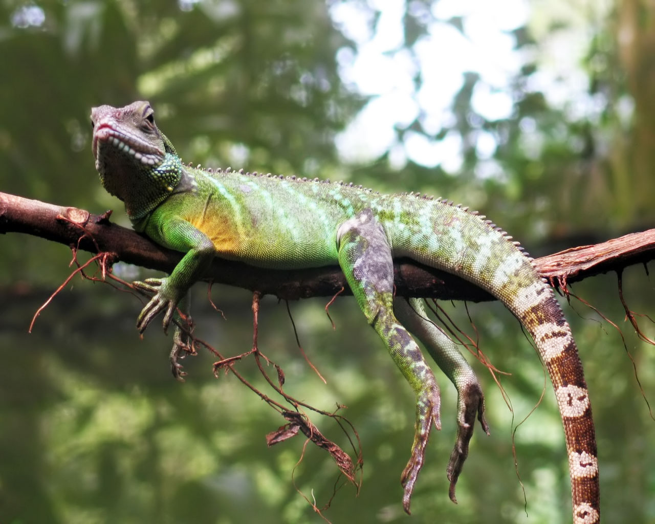 Lizard - HD Wallpaper 