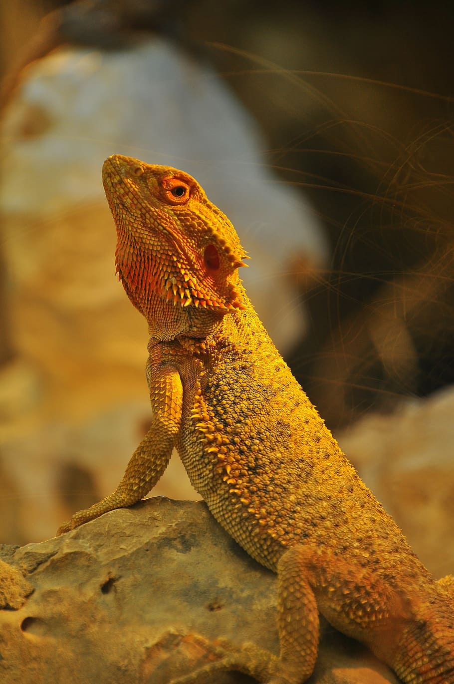 Reptile, Yellow, Lizard, Bearded Dragon, Animal, Animal - Lezard Jaune - HD Wallpaper 