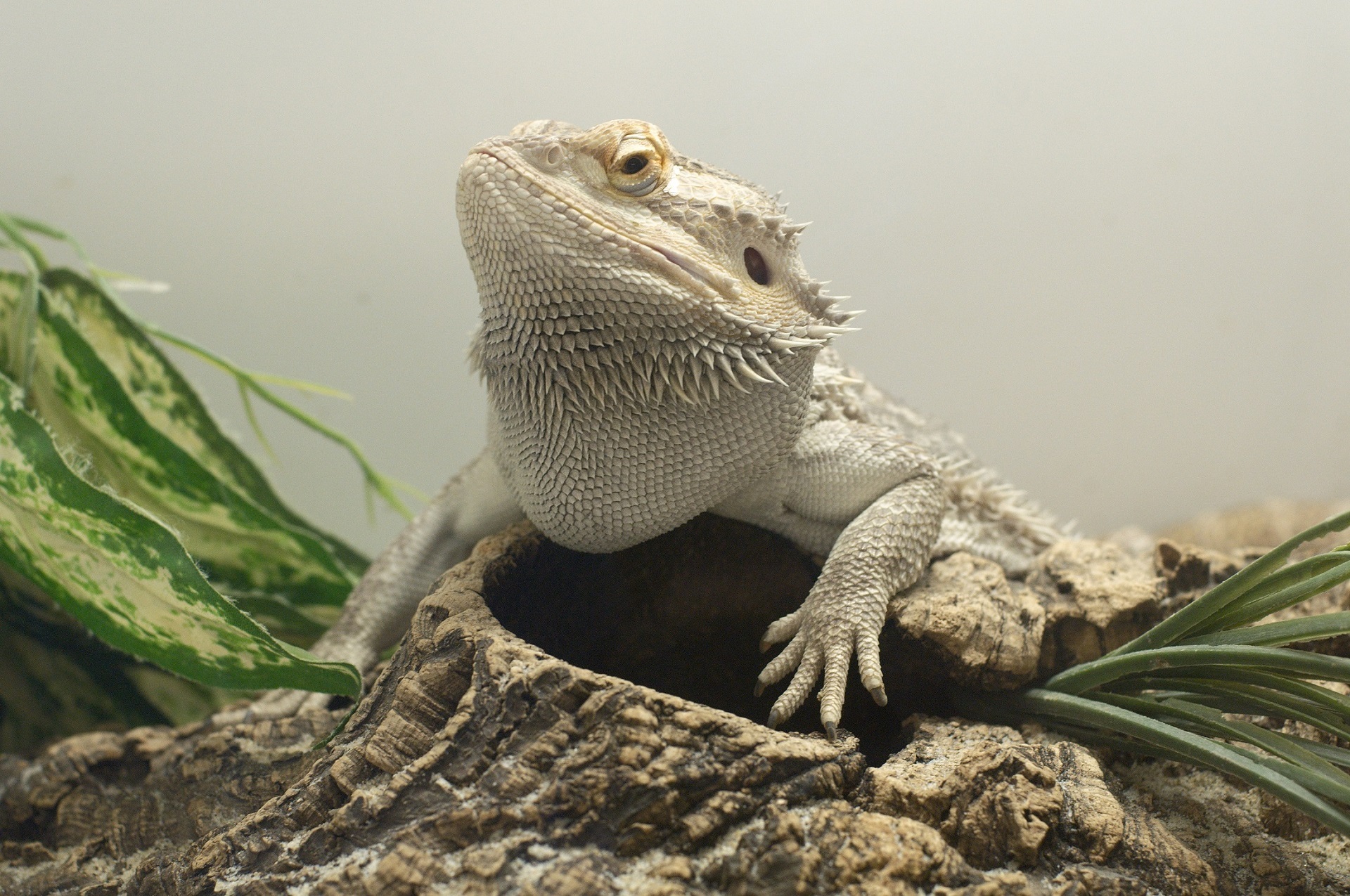 Bearded Dragon Turning White 1920x1275 Wallpaper teahub.io