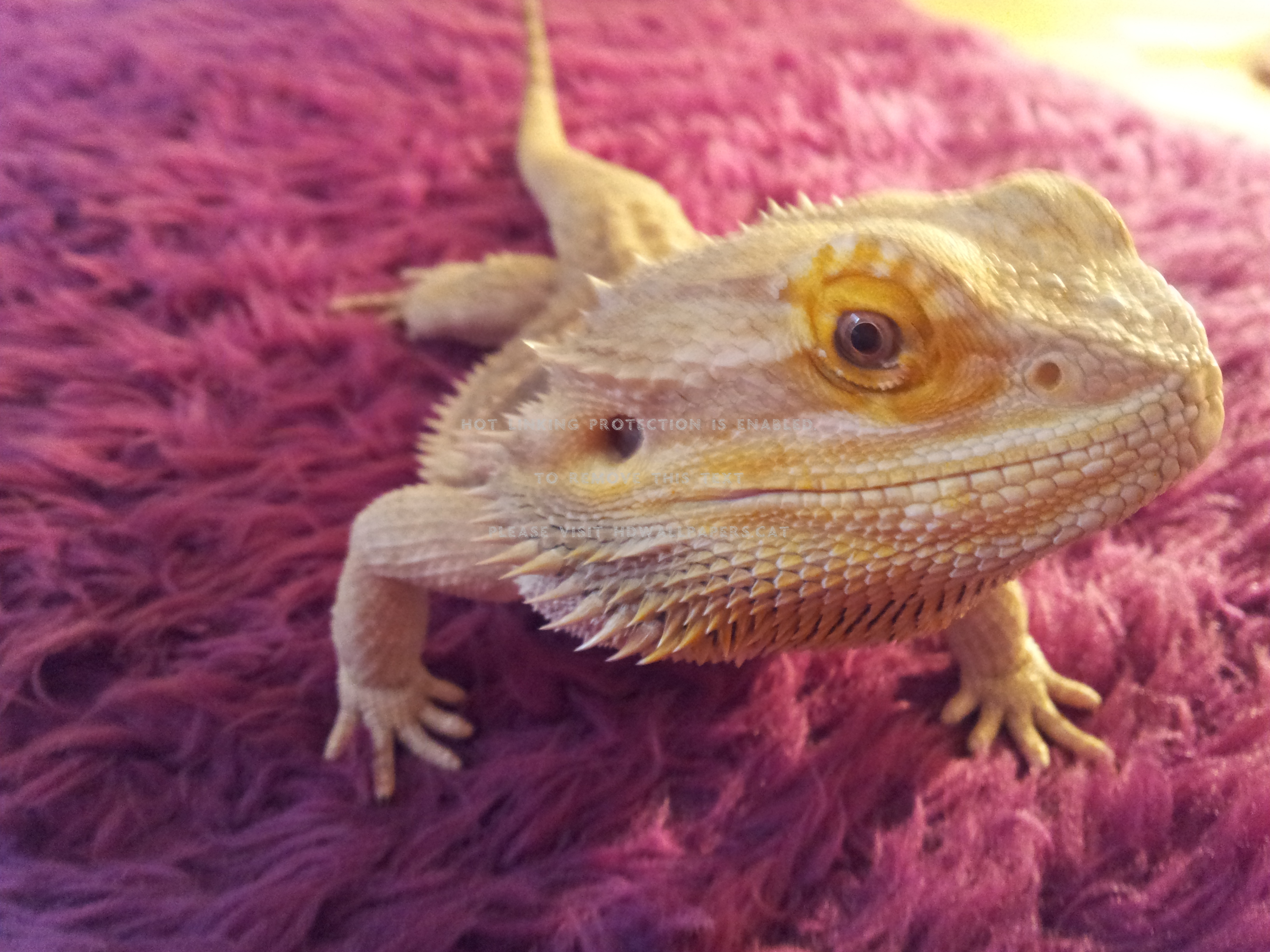 Bearded Dragon Reptile Lizard Camelon - Agama - HD Wallpaper 