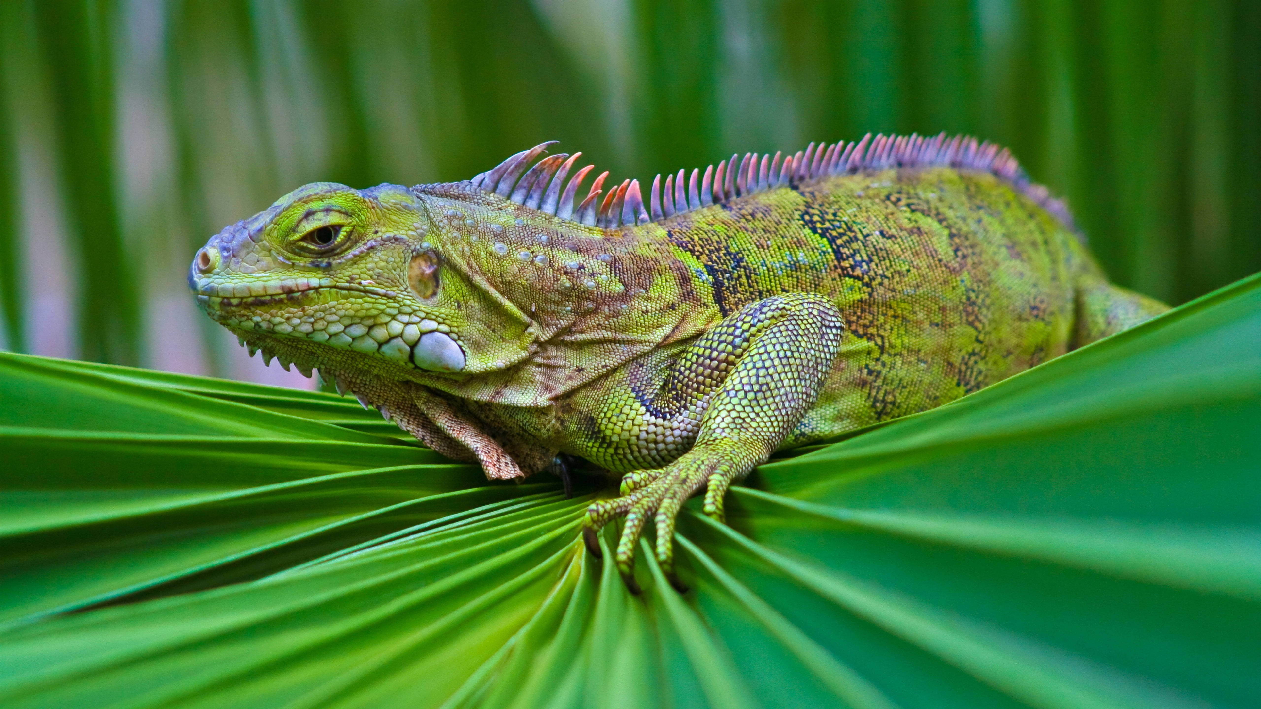 Iguanas 4k - HD Wallpaper 