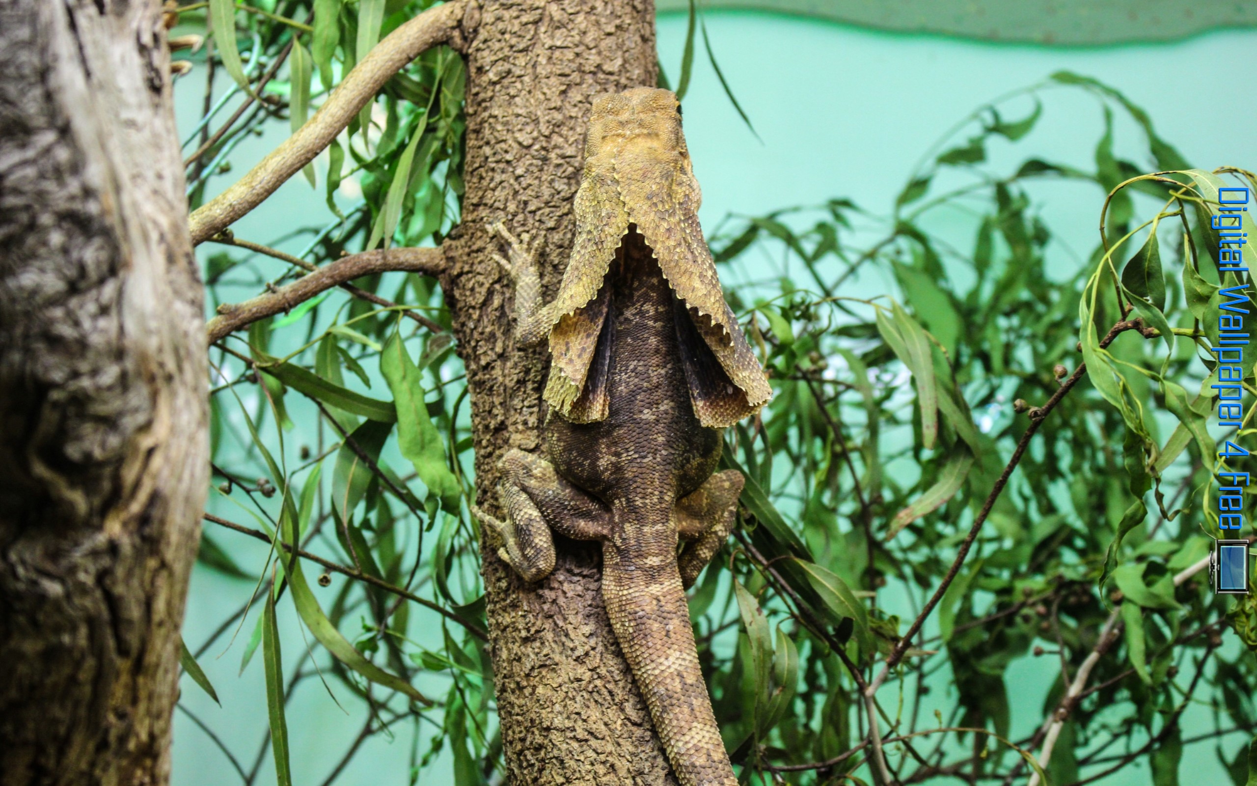 Bearded Dragon Wallpaper - HD Wallpaper 