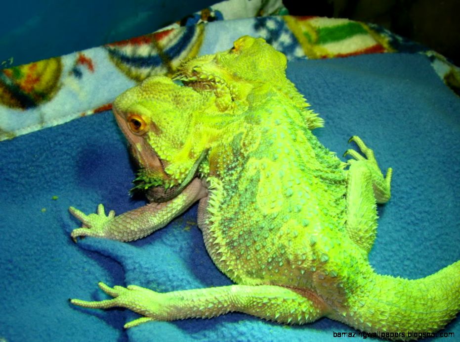 Bearded Dragon Org • View Topic Your Rarest Most Colorful - Rarest Colour Of Bearded Dragon - HD Wallpaper 