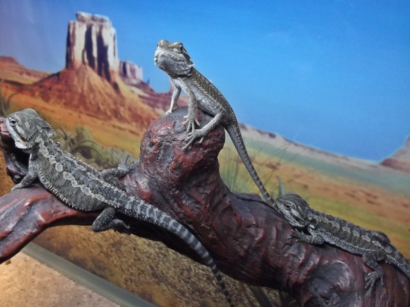 One Month Old Hatchlings - Bearded Dragons - HD Wallpaper 