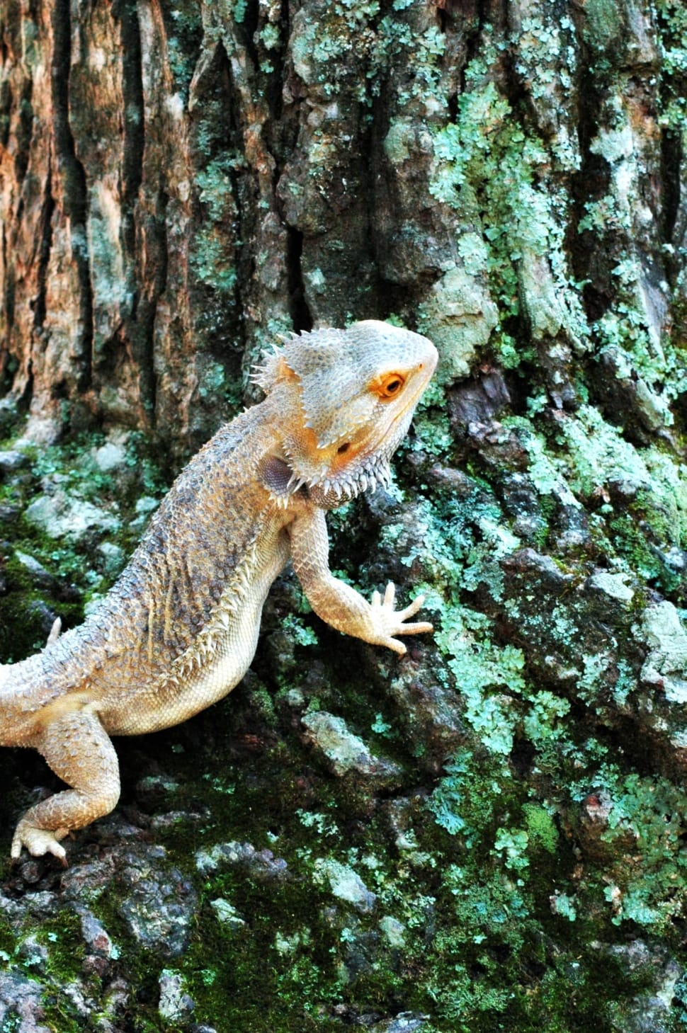 Bearded Dragon On A Trunk Preview - HD Wallpaper 