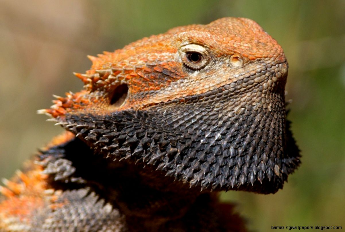 Bearded Dragon Org • View Topic Dark Area Under Chin - Bearded Dragon Showing Off His Beard - HD Wallpaper 