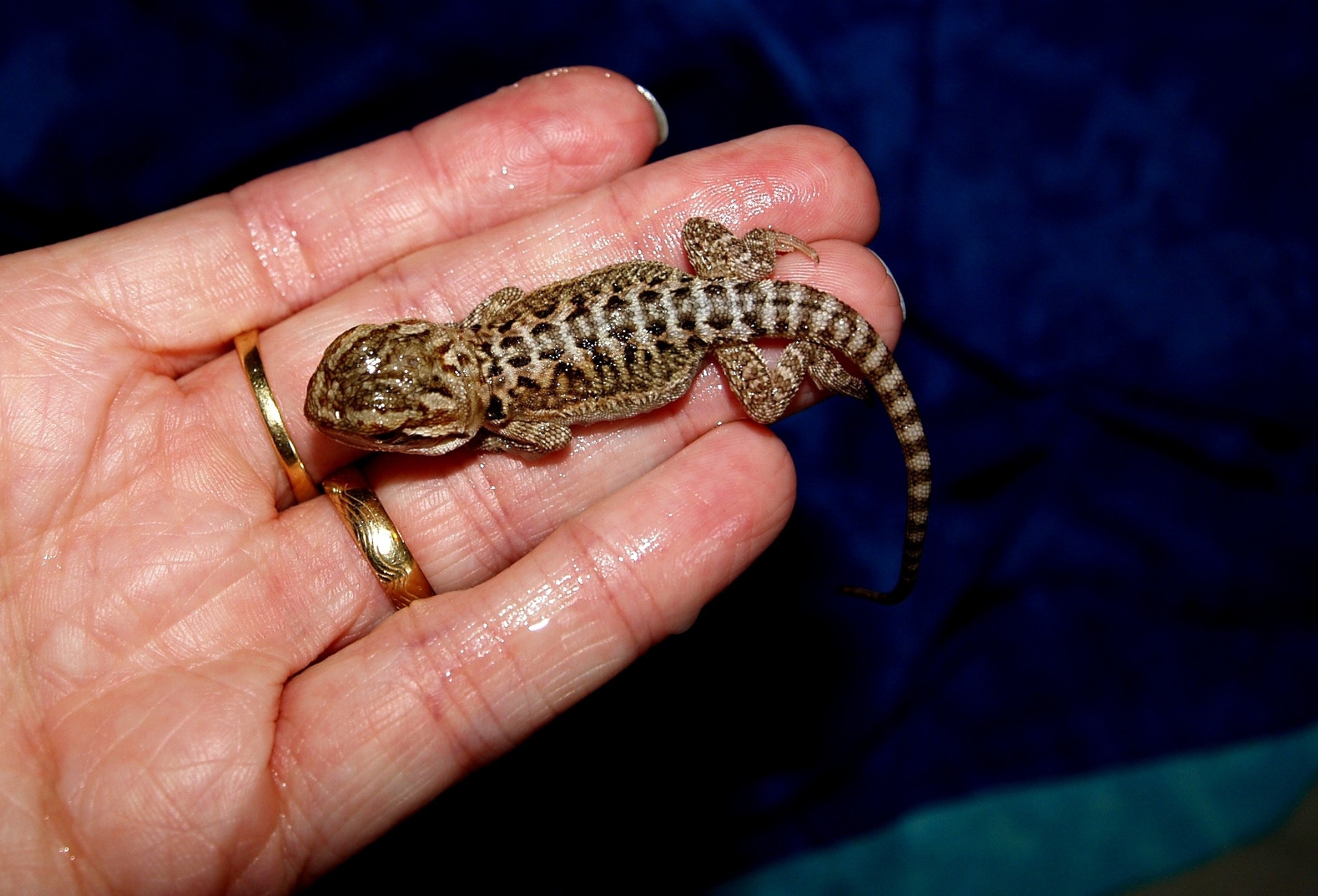 Types Of Bearded Dragons - HD Wallpaper 