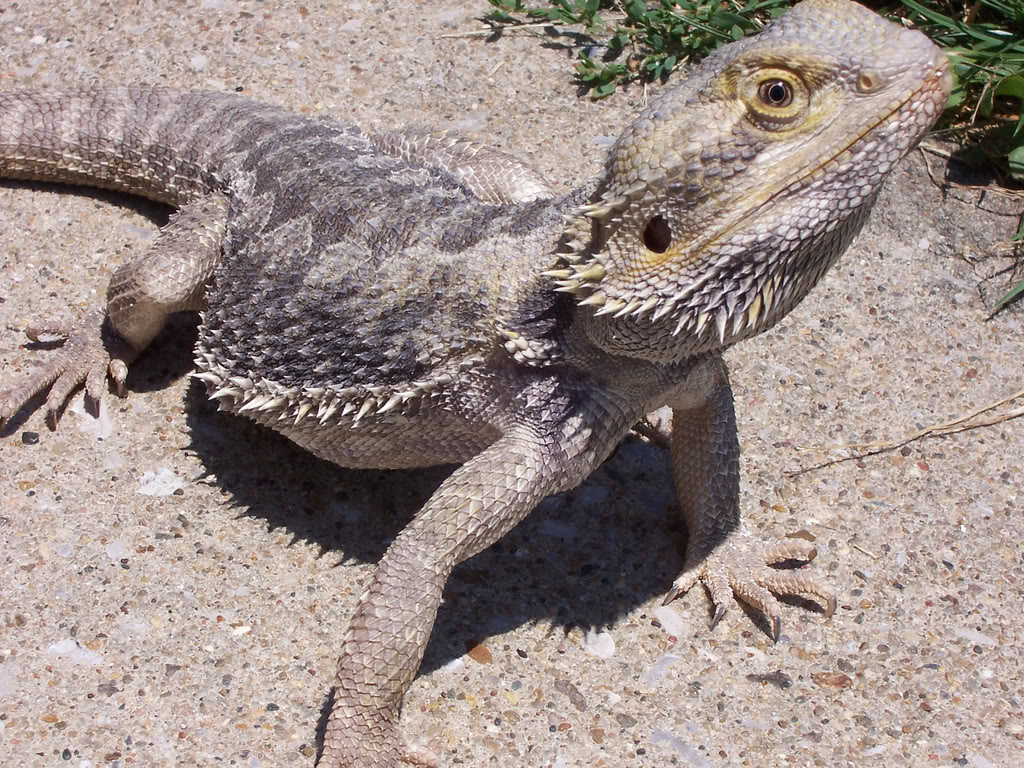 Bearded Dragon Lizards - HD Wallpaper 