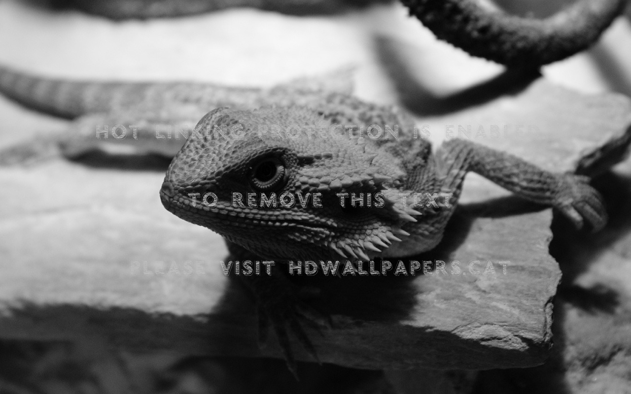 Bearded Dragon Beardie Lizard Reptiles Cute - Agama - HD Wallpaper 
