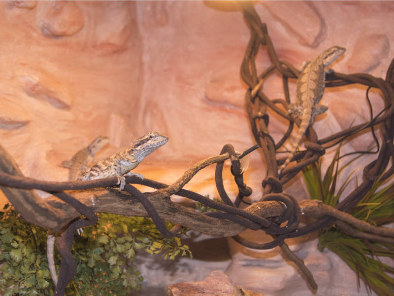 Diy Background For Bearded Dragon - Amphibian - HD Wallpaper 