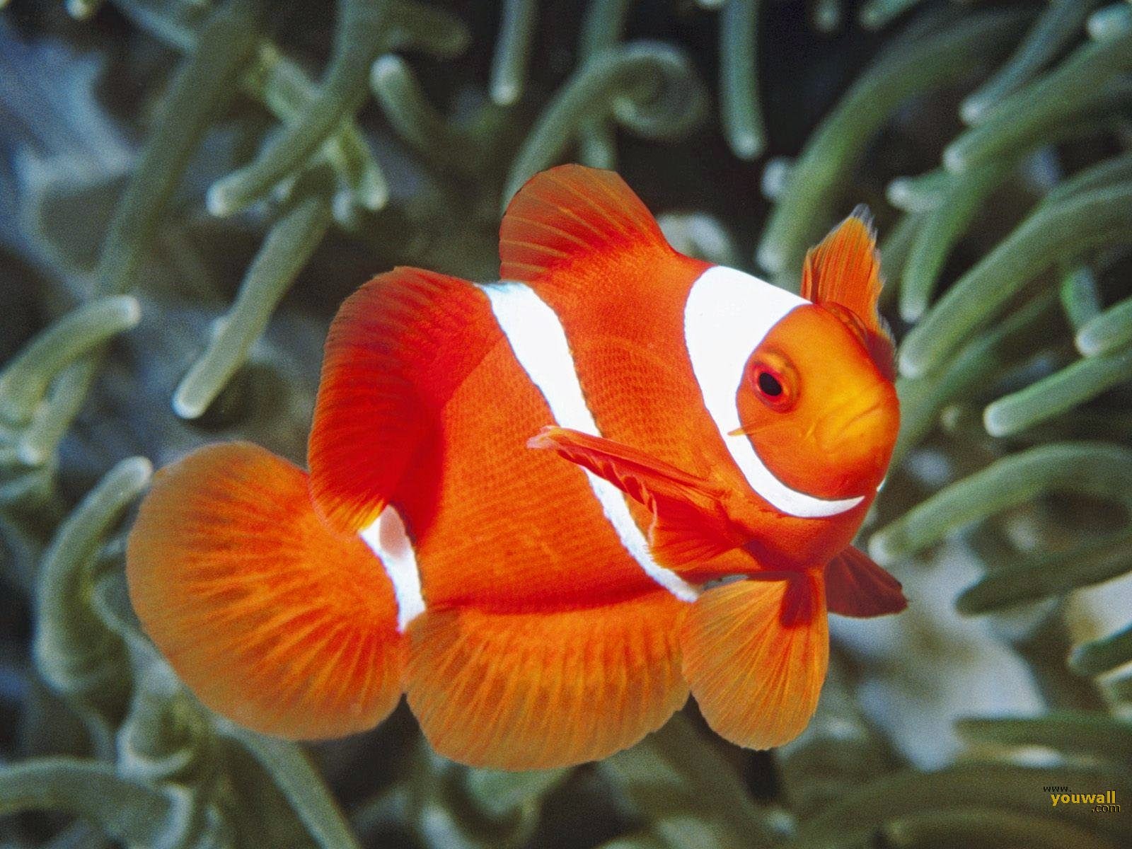 Fish Wallpaper - Orange And White Fish Name - HD Wallpaper 